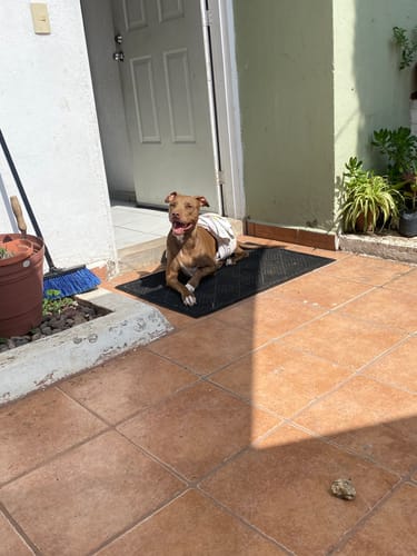 Customer photo review of Calming Powder