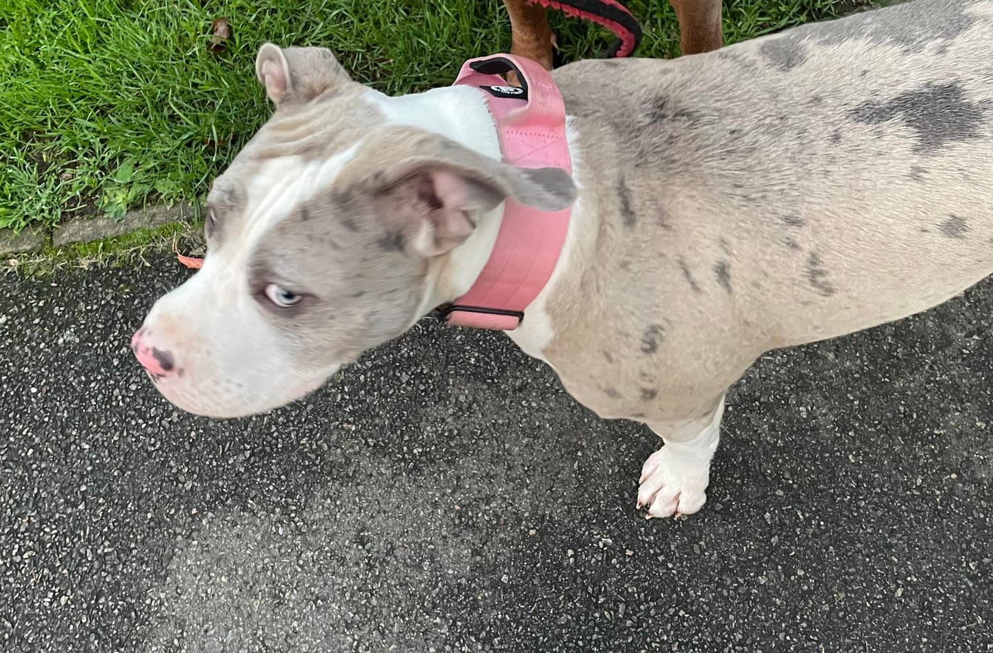 Customer photo review of 5cm Combat® Collar | With Handle & Rated Clip - Pink v2.0