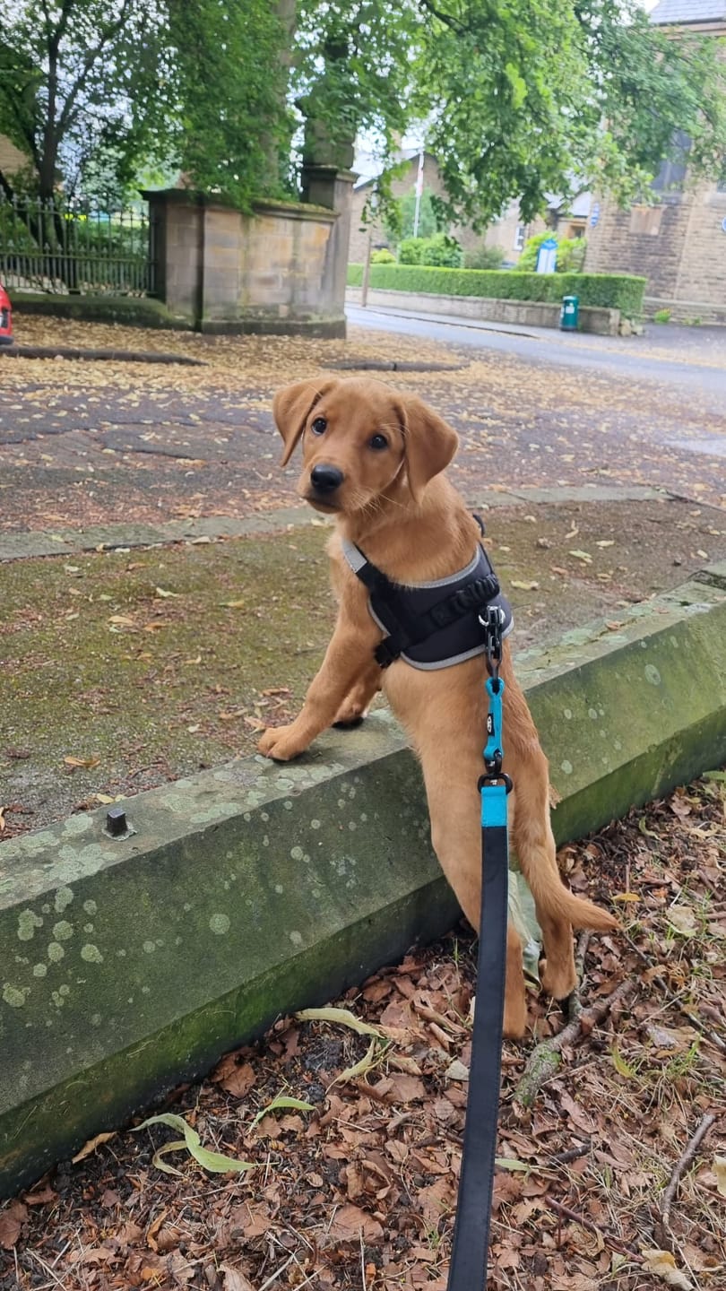 Customer photo review of 2.5cm Combat® Collar | With Handle & Rated Clip - Light Blue v2.0