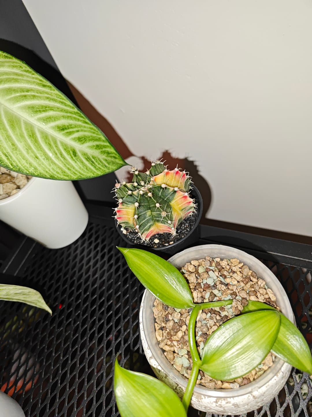 Customer photo review of Gymnocalycium Mihanovichii Variegata (Kaktus)