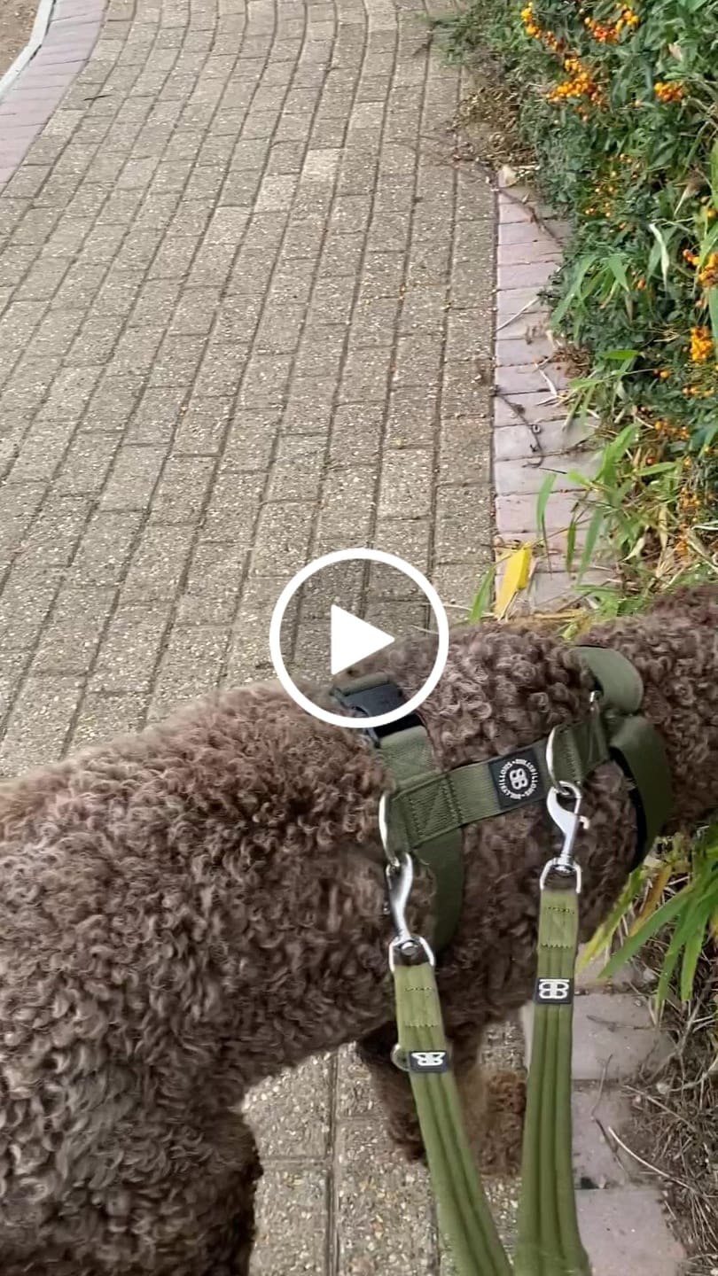 Customer video review of TRI-Harness® | Anti-Pull, Adjustable & Durable - Dog Trainers Choice -  Khaki v2.0