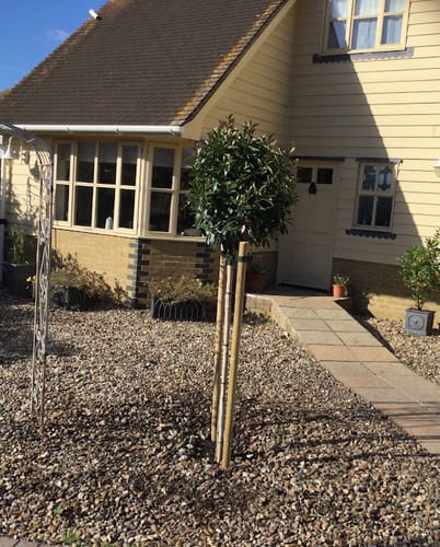 Customer photo review of Red Robin - 3/4 Standard Trees - Lollipop head