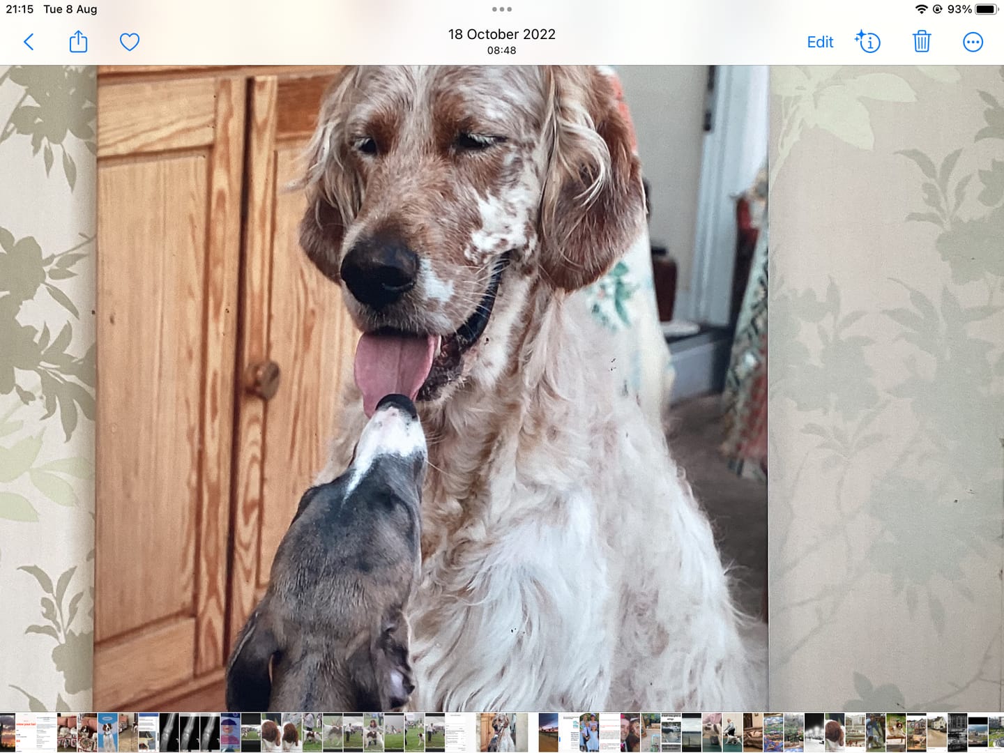 Customer photo review of Glucosamine Powder For Dogs
