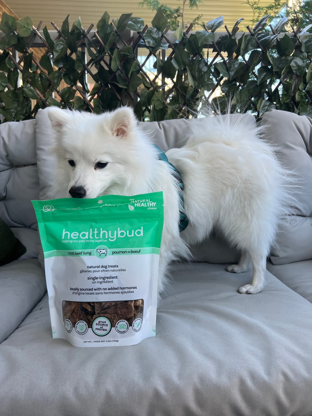 Customer photo review of Beef Lung Wafers