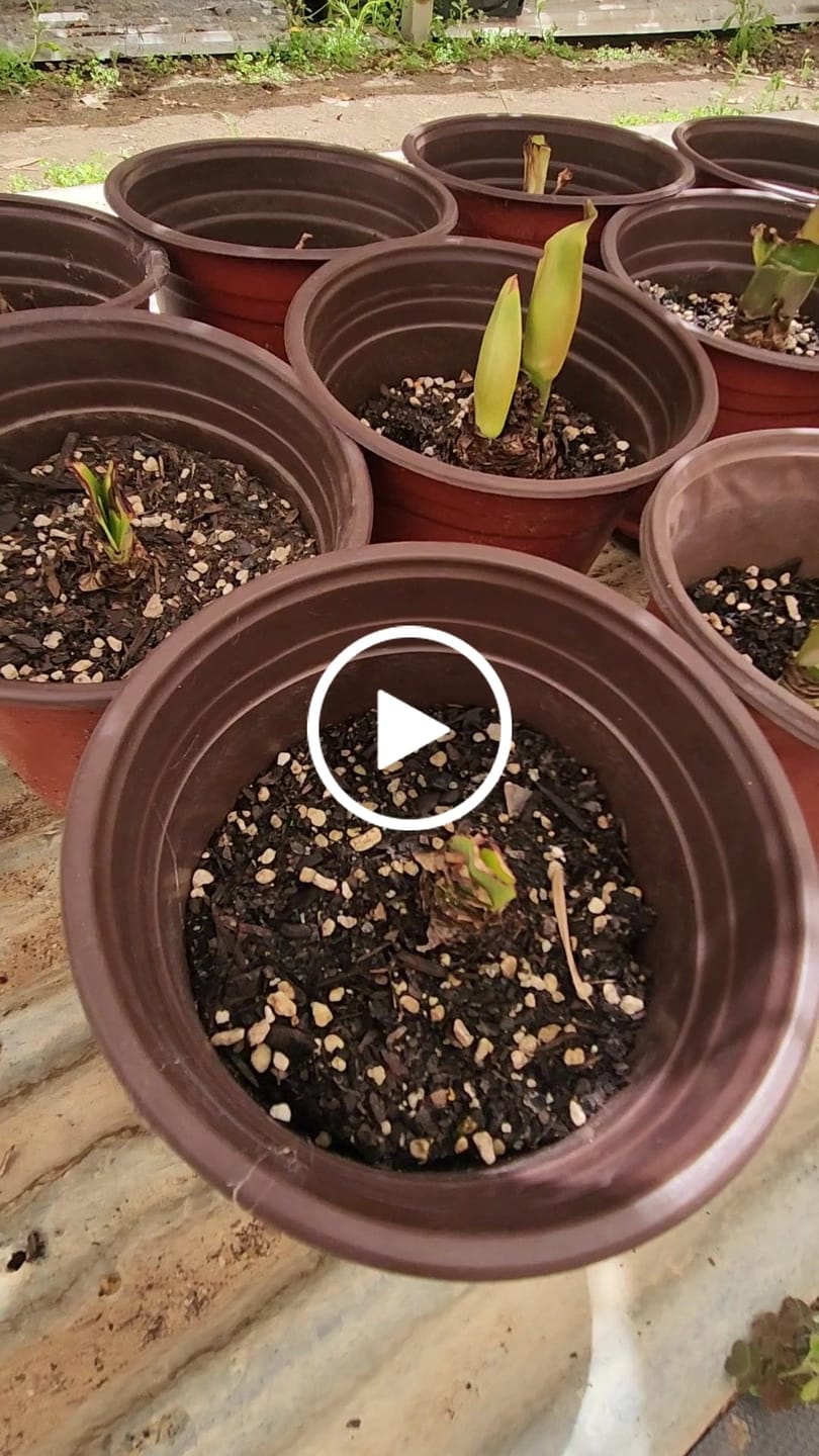 Customer video review of Hippeastrums | Amaryllis
