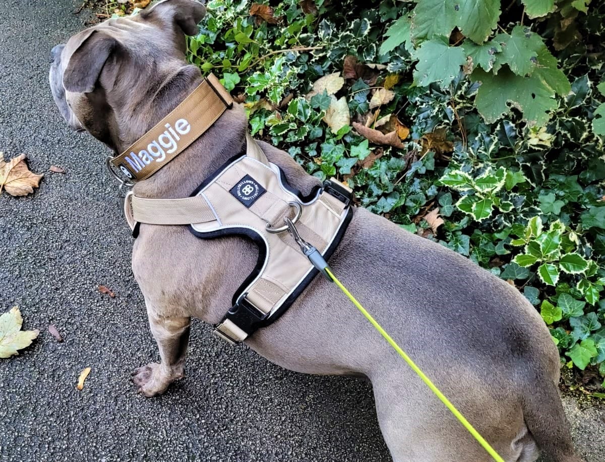 Customer photo review of Premium Comfort Harness | Non Restrictive & Adjustable - Light Military Tan
