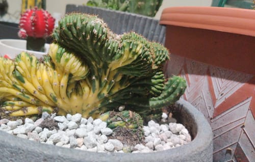 Customer photo review of Crested San Pedro Cactus Variegated | Trichocereus pachanoi cristata variegata