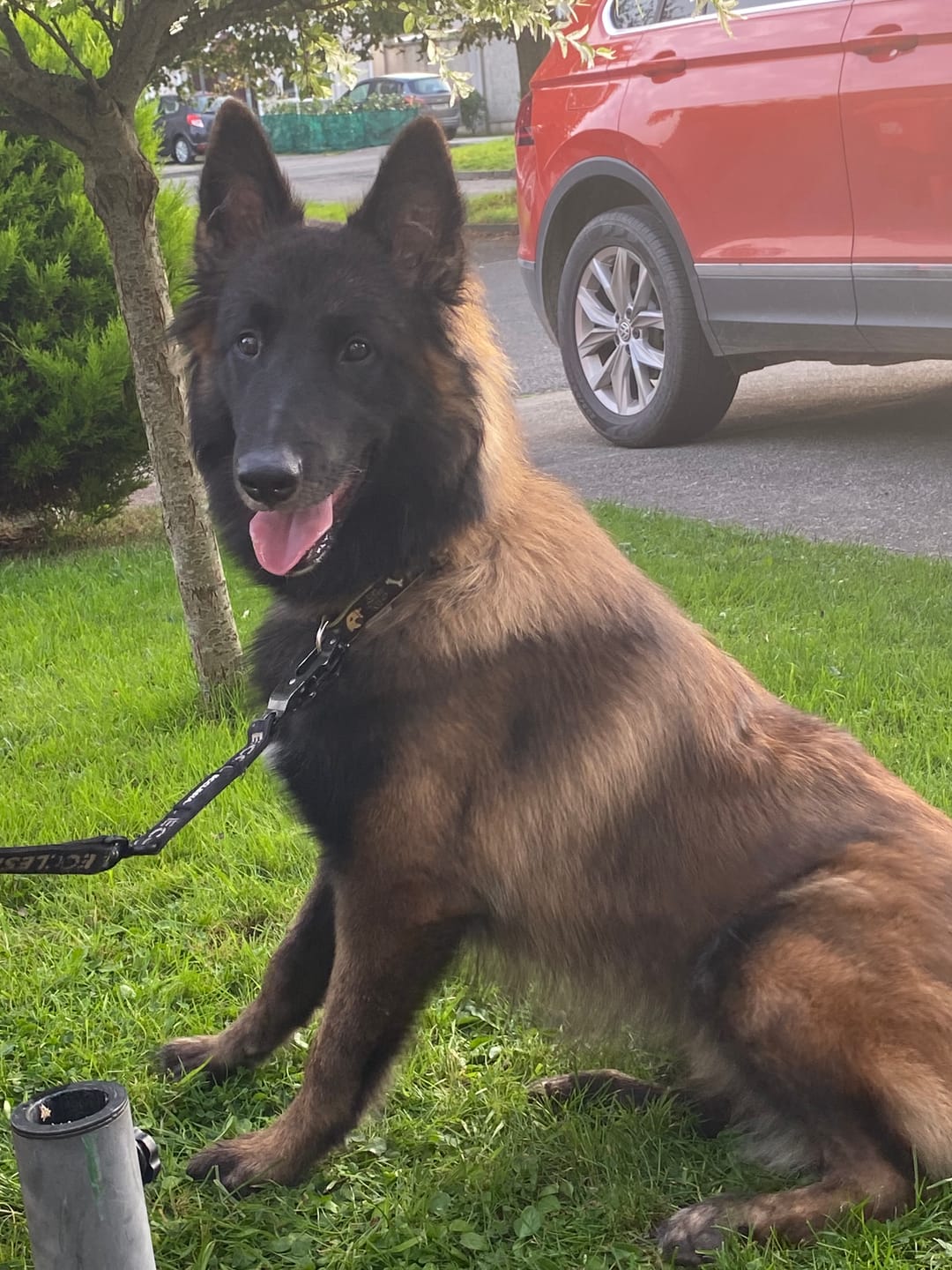 Customer photo review of Anti Bark Training Collar Ireland