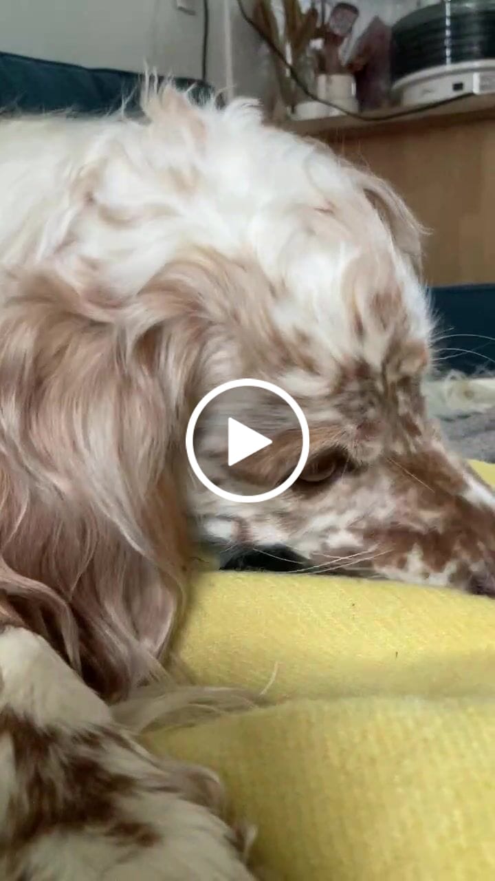 Customer video review of Cow Hooves