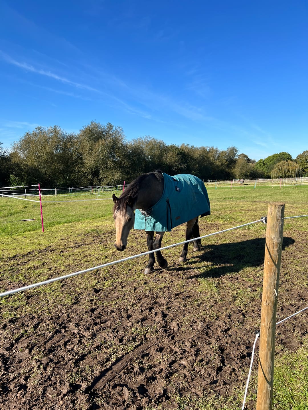 Customer photo review of Canvas Turnout Rug | New Zealand 18oz Wool Lined Rug