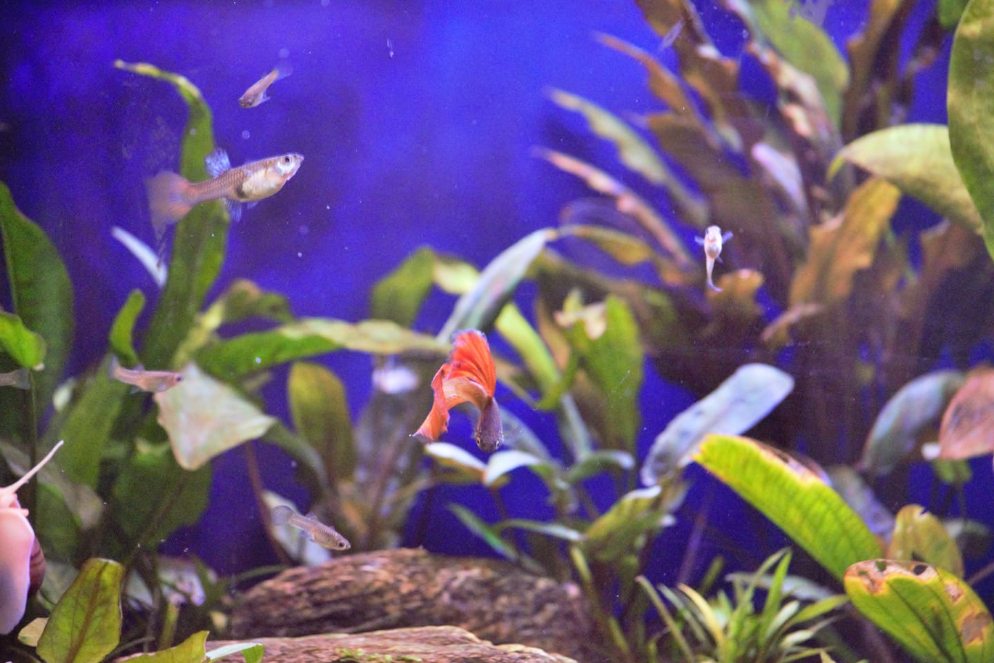 Customer photo review of Red Lace Guppy Fish
