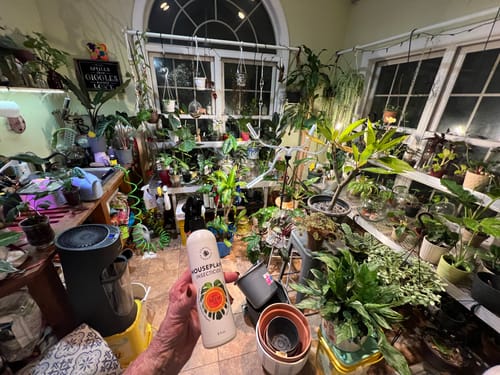 Customer photo review of Houseplant Insecticide w/ Neem