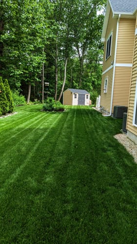 Customer photo review of GCI Turf Cool Blue Grass Seed