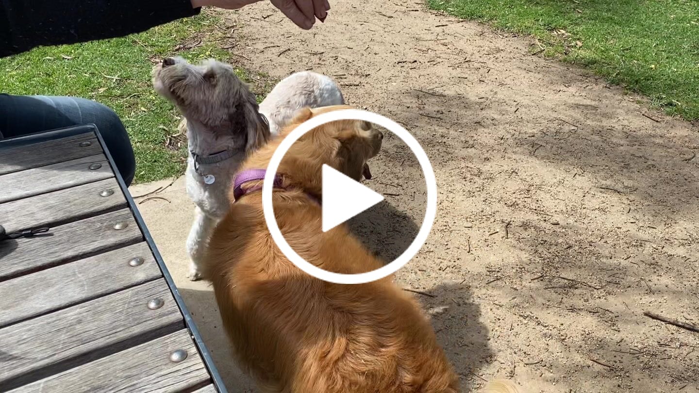 Customer video review of Kangaroo Trainers (High value treats) - Large Dogs
