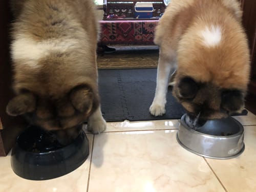 Customer photo review of Hemp Seed Oil for Dogs (200ml)