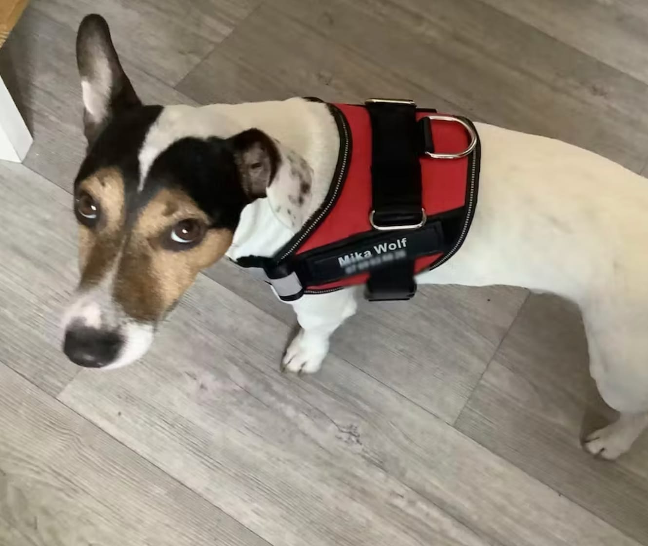 Customer photo review of Puppery™ Personalisiertes Anti-Zug Hundegeschirr