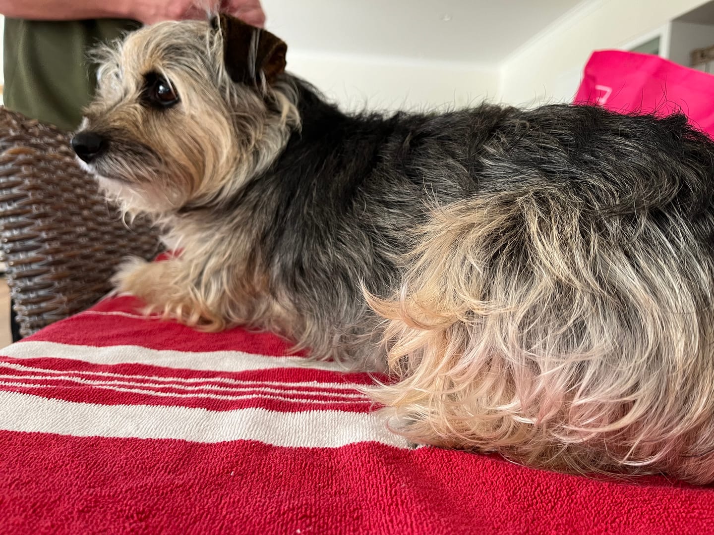 Customer photo review of Fur King Dog Clippers
