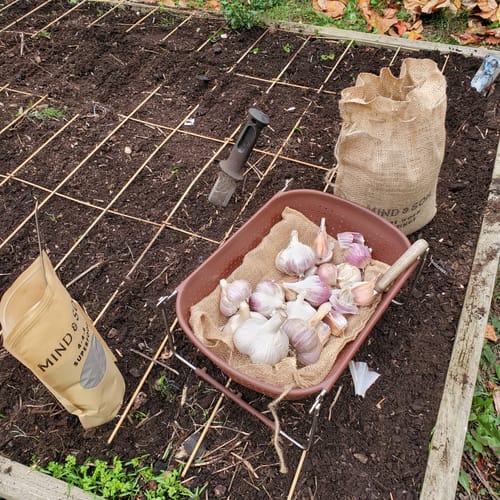 Customer photo review of GARLIC KIT