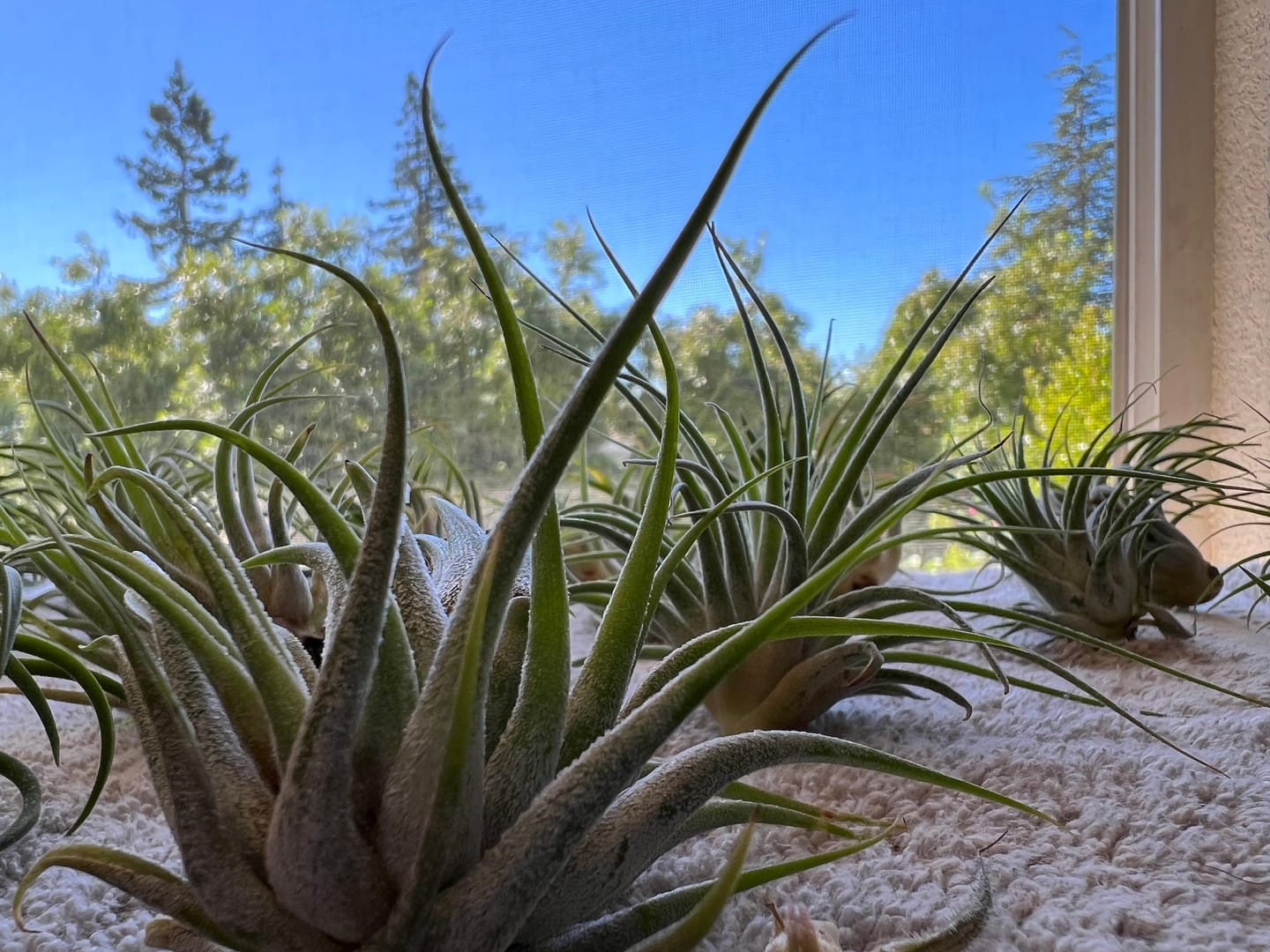 Customer photo review of B Quality Ionantha Variety 3 Pack  ($0.75 Per Plant)