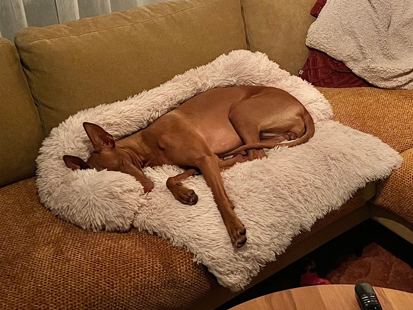 Customer photo review of CalmCouch - Motverkar ångest & skyddar din soffa