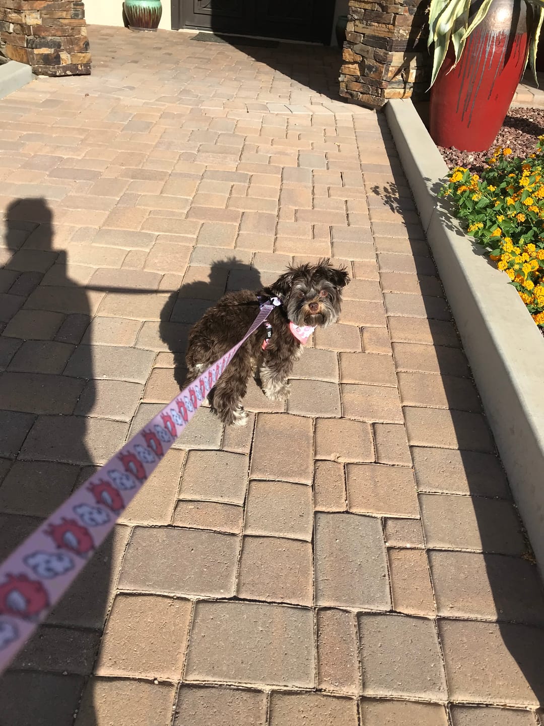 Customer photo review of Adjustable Dog Harness - Pink To Make The Boys Wink