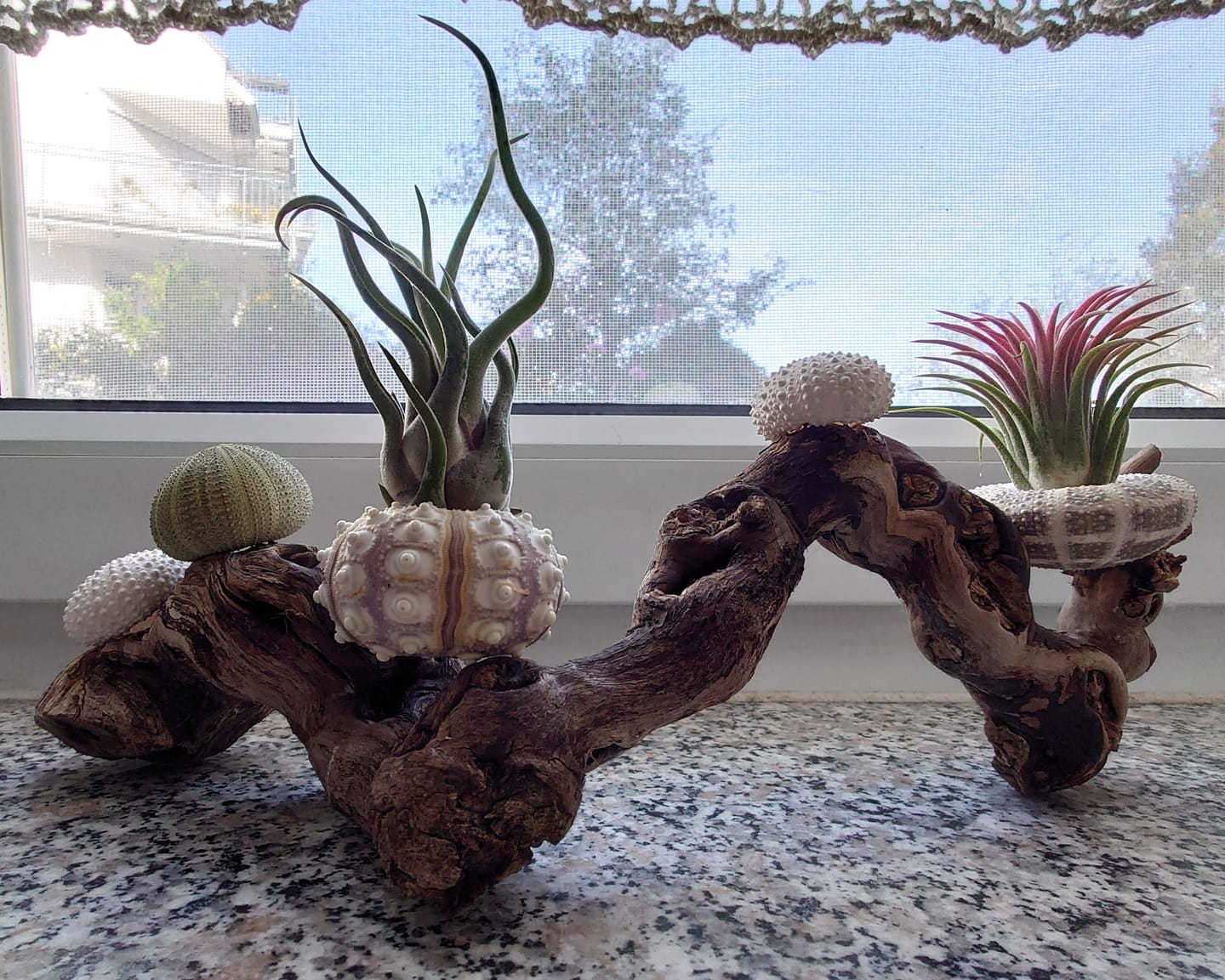 Customer photo review of Tillandsia caput medusae