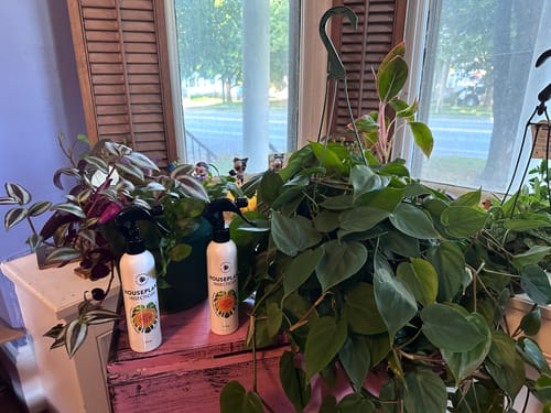 Customer photo review of Houseplant Insecticide w/ Neem