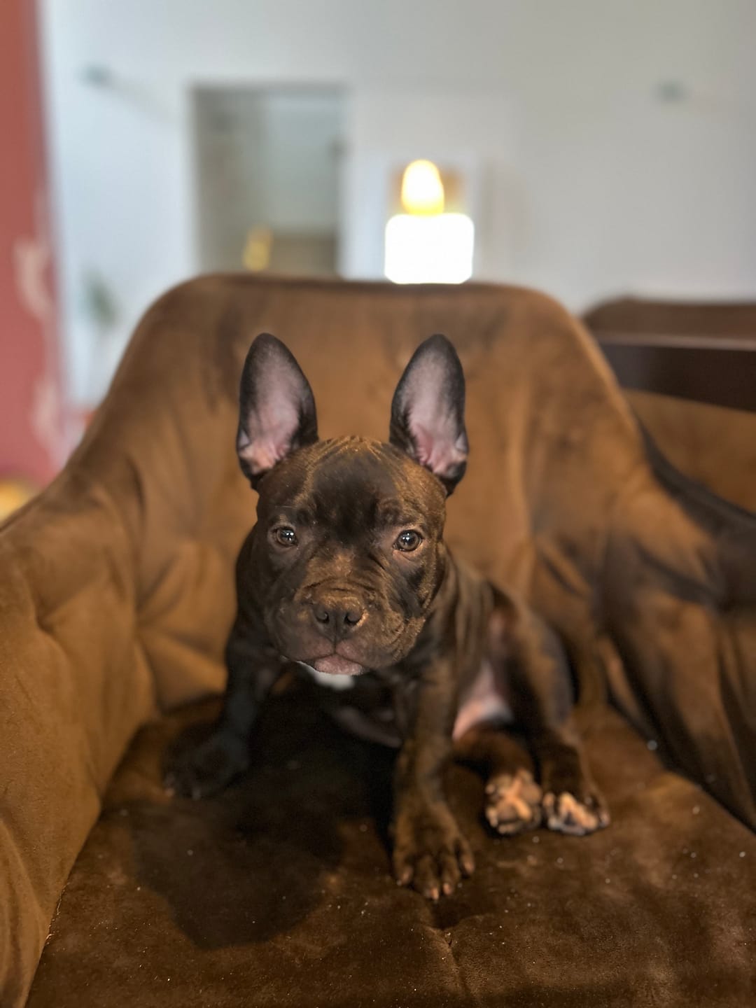Customer photo review of Puppy Growth and Health | Vitamins for Puppies