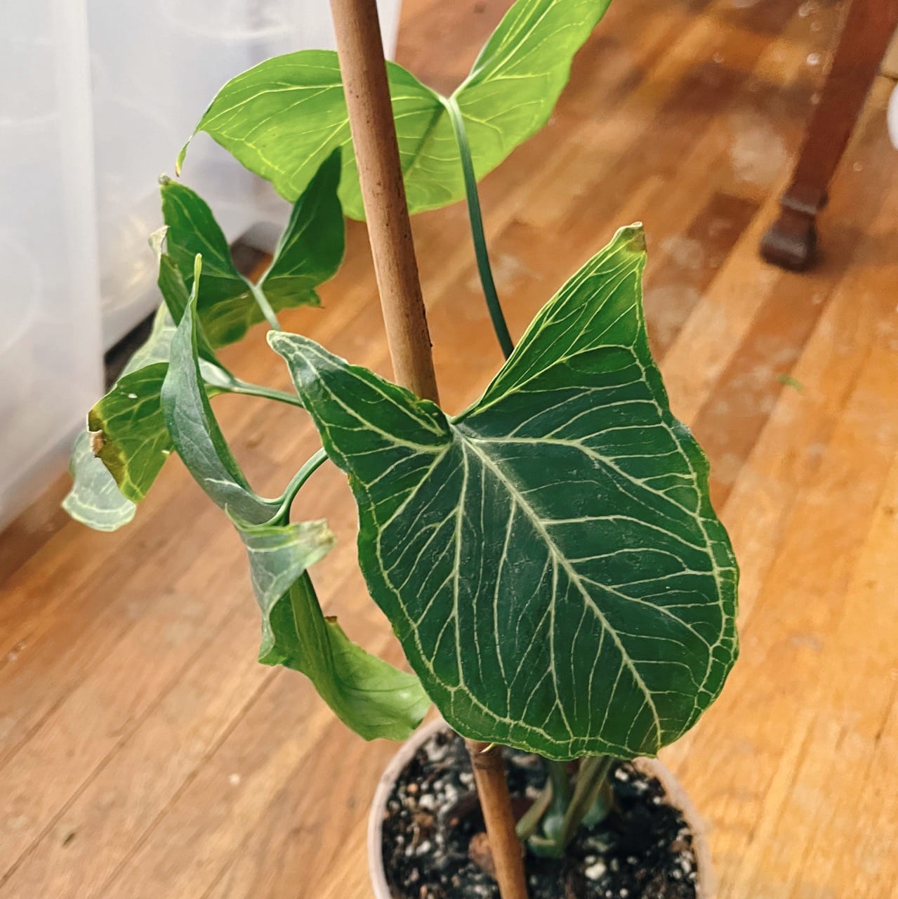 Customer photo review of Syngonium podophyllum 'Batik'