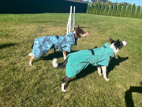 Customer photo review of Visibility Raincoat Lite Petrol Dye for Dogs