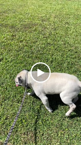 Customer video review of Canine Cush Hip & Joint Chews