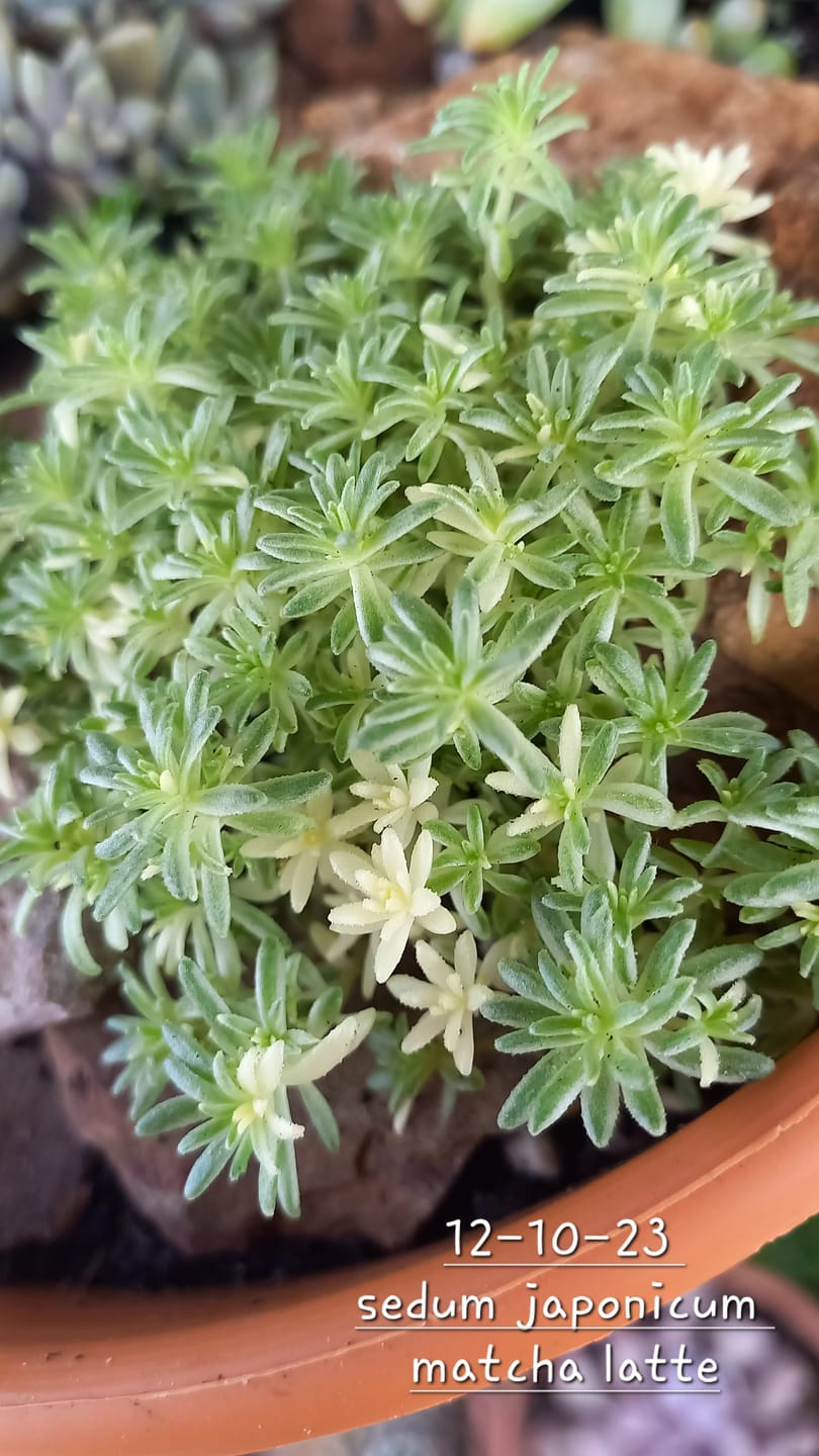 Customer photo review of Sedum Japonicum variegata - Matcha Latte