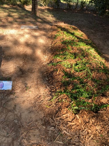 Customer photo review of Vinca Minor Bowles 50 count Flat