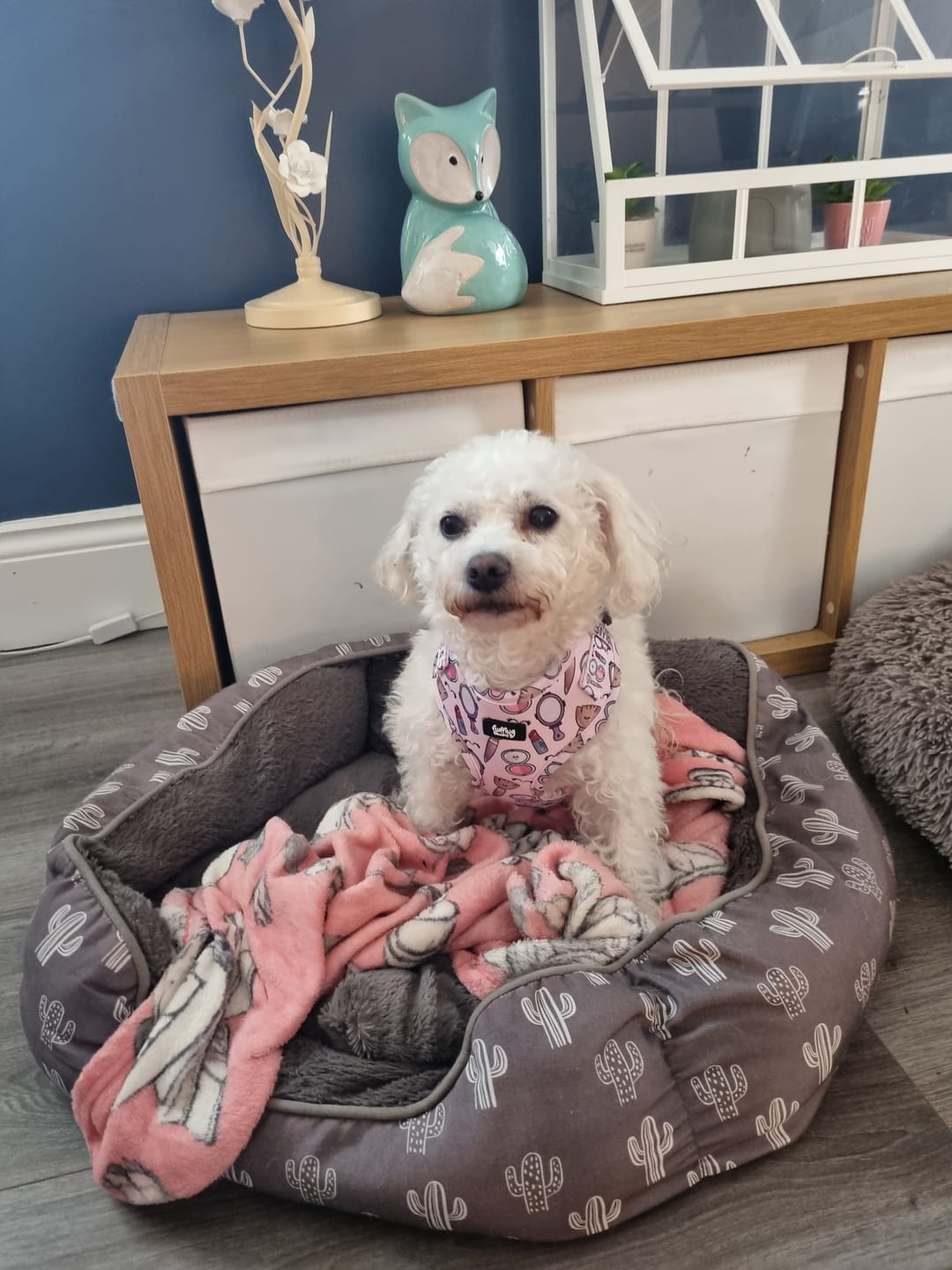 Customer photo review of Adjustable Dog Harness - Pink To Make The Boys Wink