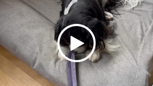 Customer video review of BLUEBERRY LARGE CHEW (ONE SIZE)