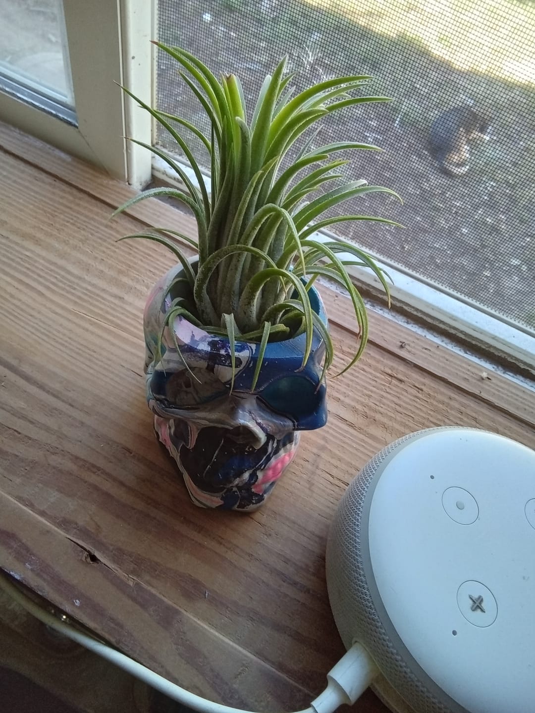 Customer photo review of Ionantha Curly Giant
