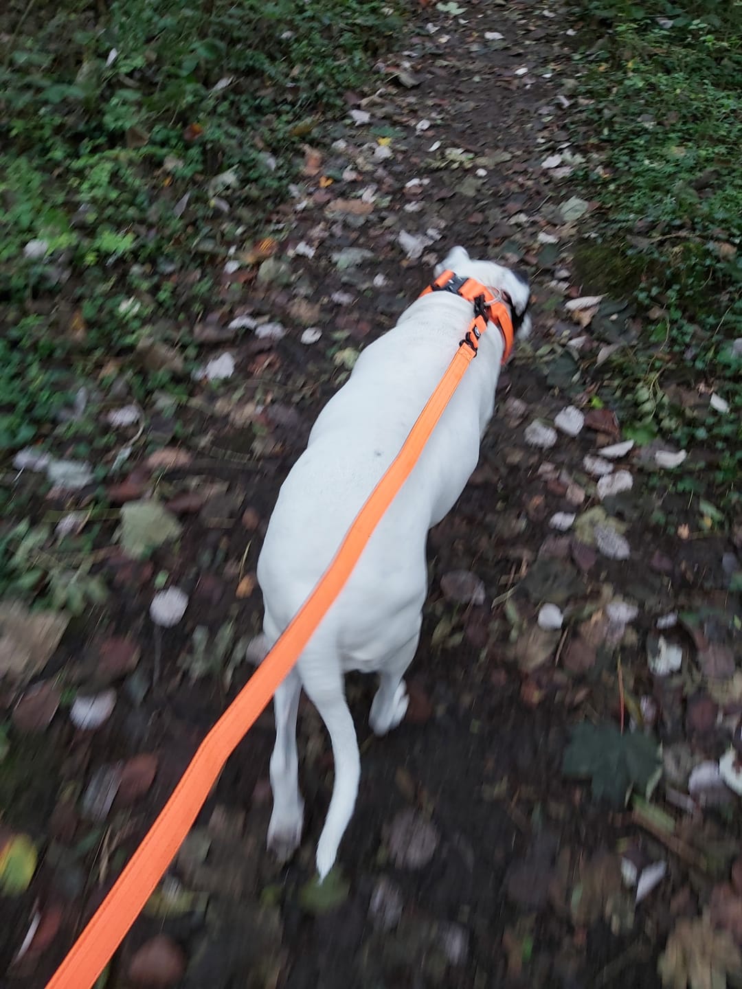 Customer photo review of 1.4m Swivel Combat Lead | Neoprene Lined, Secure Rated Clip with Soft Handle - Orange