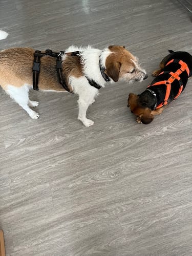 Customer photo review of Premium Sicherheitsgeschirr gepolstert, Panikgeschirr