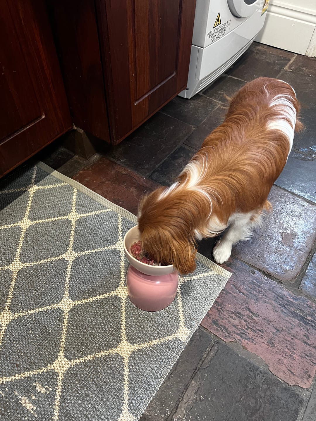 Customer photo review of Makesure Sugar Bean Ceramic Double Pet Bowls For Cat and Small Dogs