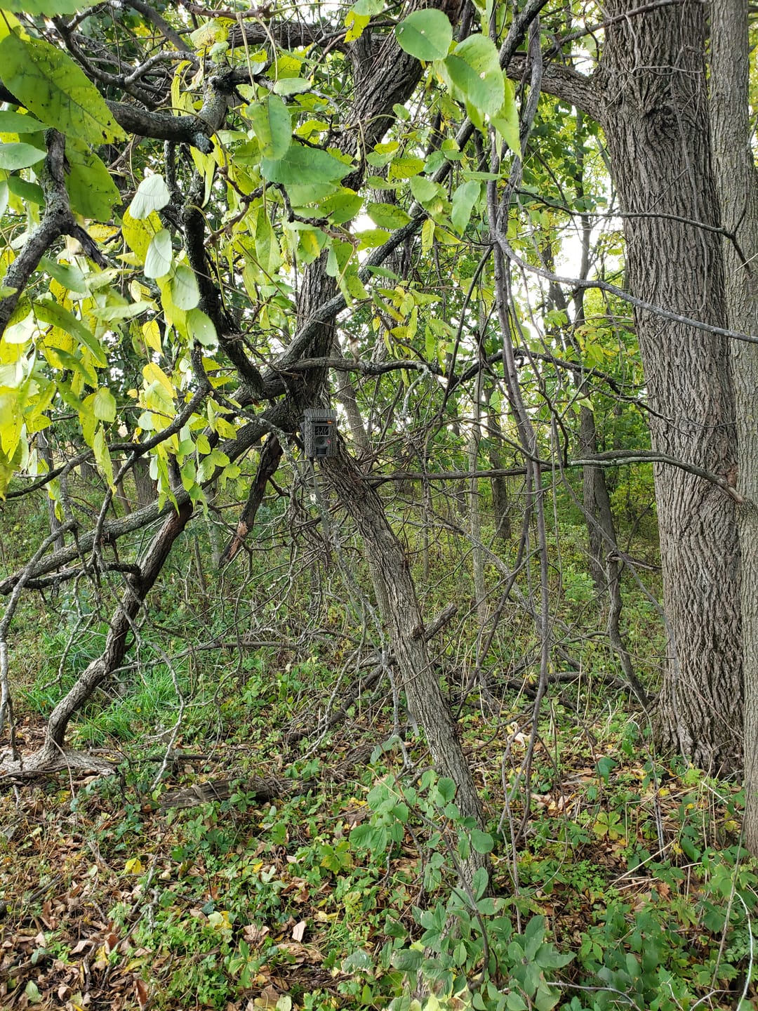 Customer photo review of Undercover™ Trail Camera