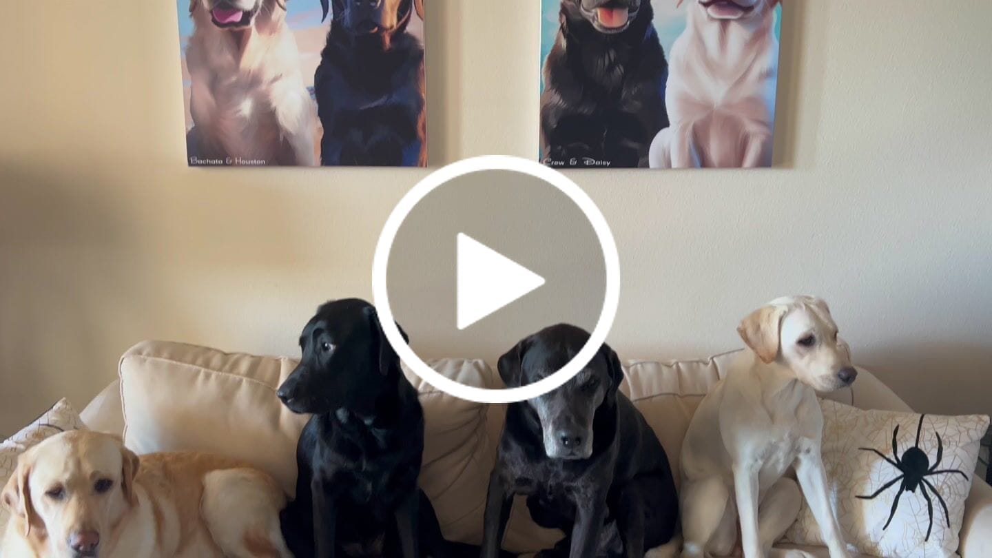 Customer video review of Impressionist Pet Portrait - 2 Pet