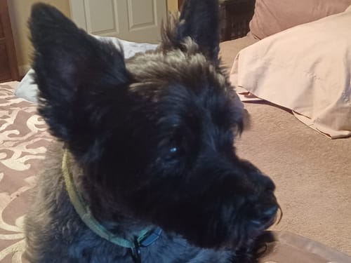Customer photo review of Canine Cush Hip & Joint Chews