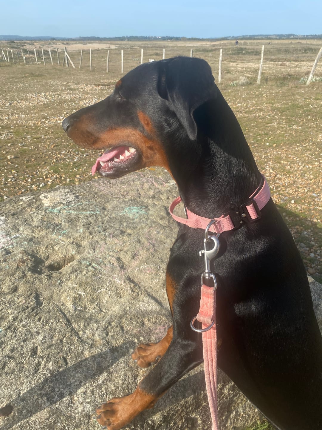 Customer photo review of Double Ended Training Lead | All Breeds - Durable & Soft 2m Lead - Pink