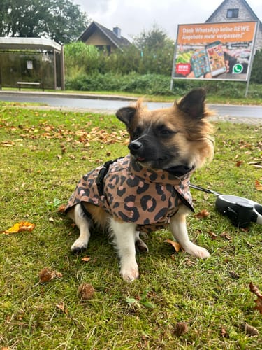 Customer photo review of Visibility Raincoat Lite Leopard for Dogs