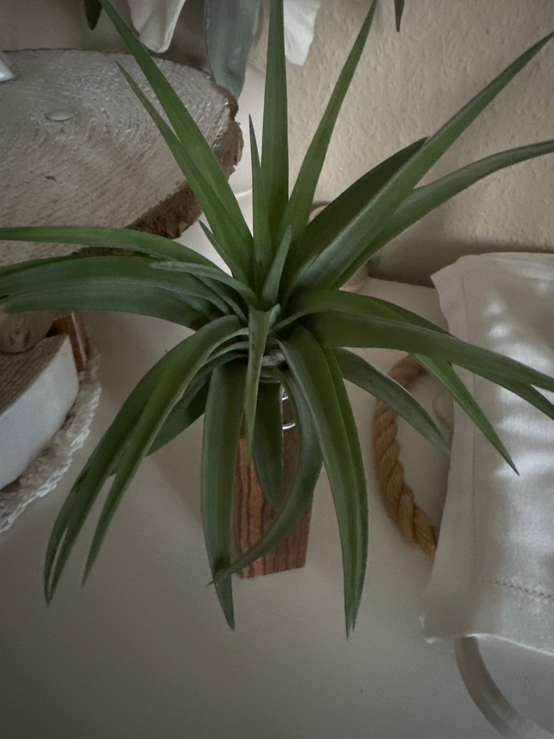 Customer photo review of Tilly Xylo - Zebrano