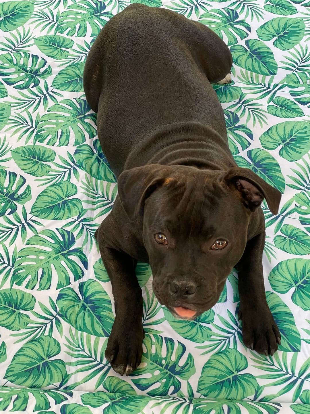 Customer photo review of PaWz Dog Summer Cooling Mat