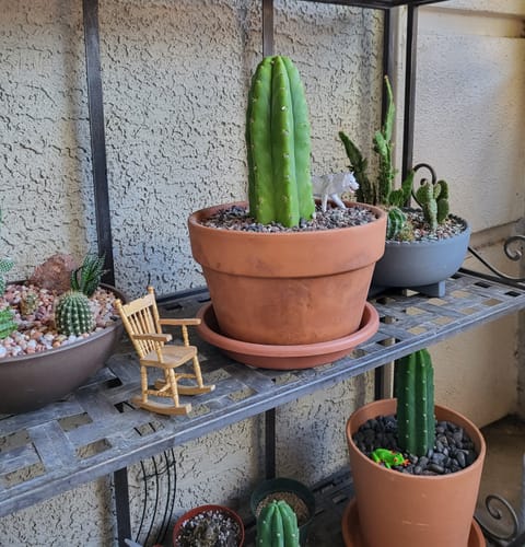 Customer photo review of San Pedro Cactus | Echinopsis (Trichocereus) pachanoi