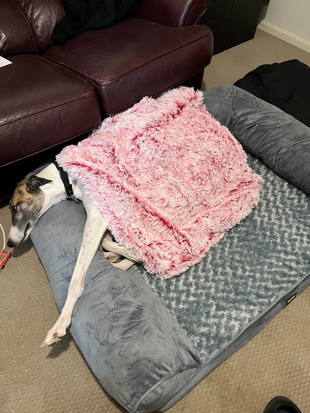 Customer photo review of PaWz Pet Calming Blanket