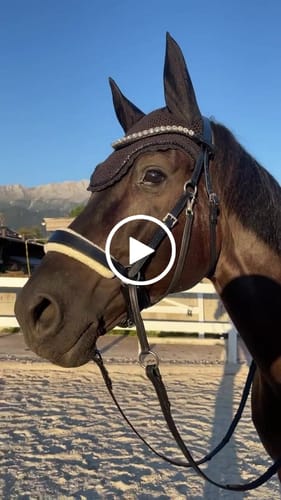 Customer video review of Harmony Bridle - gebisslose Trense