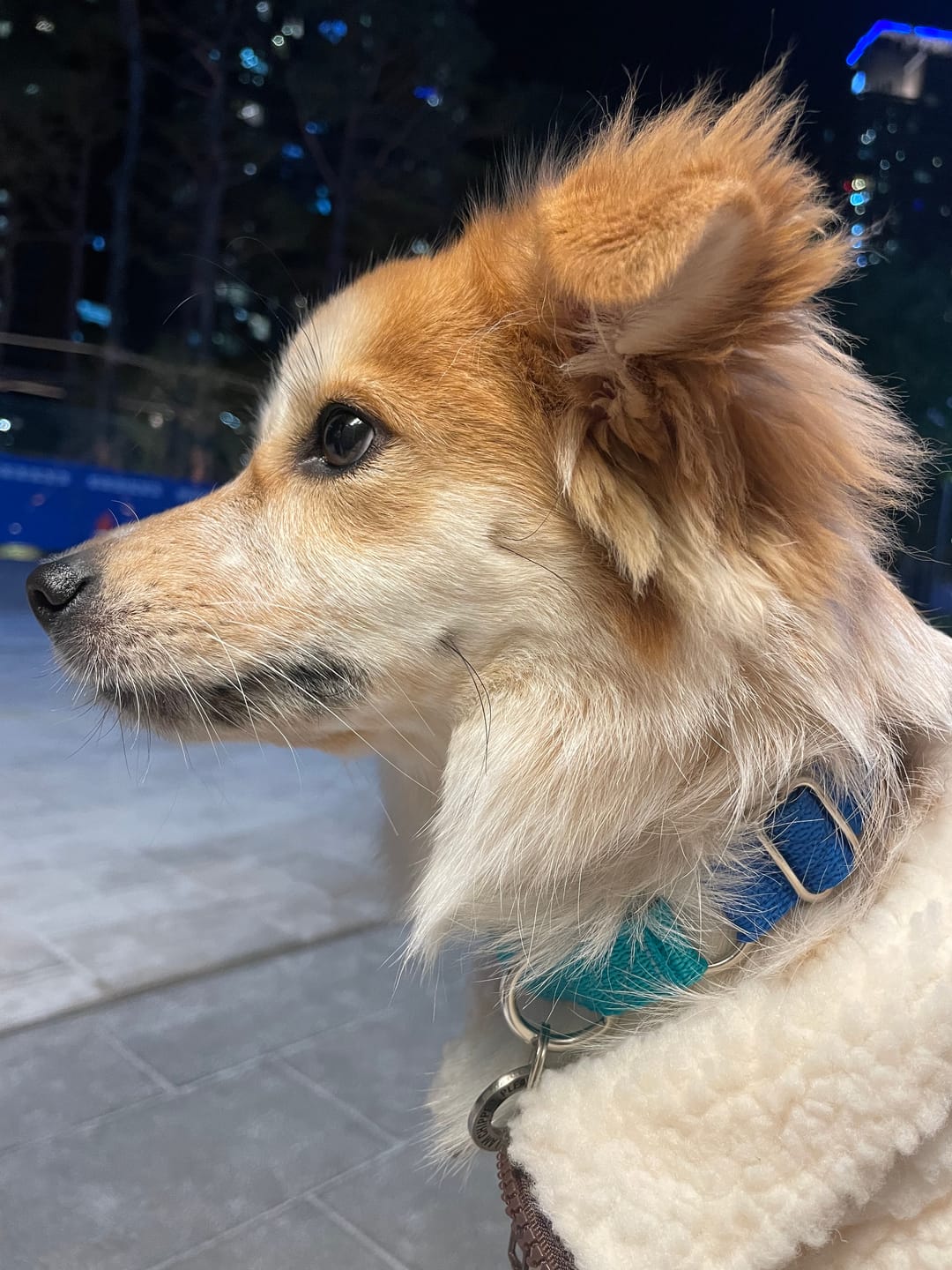 Customer photo review of Memphis Collar